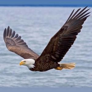 Meet your Posher, Eagles